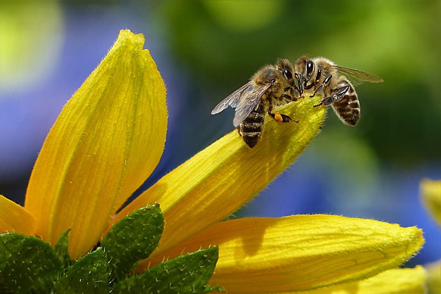 180517_pixabay_bee-1575236