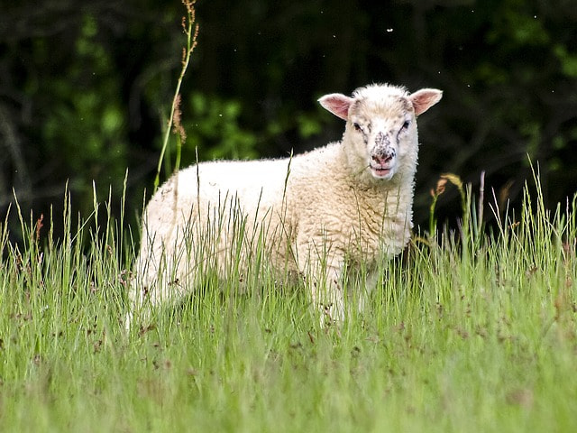 180702_pixabay_sheep-2404938