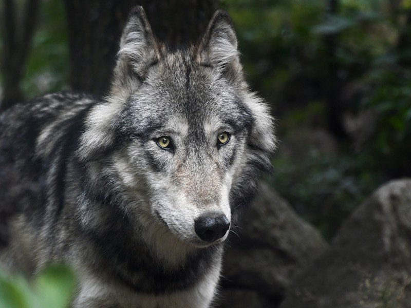 180420_Verlinden_wolf-3241382_1920_Quelle_Pixabay