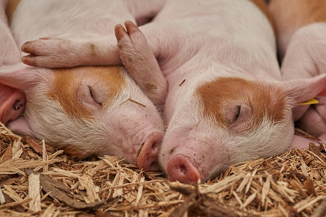 181130_pixabay-RoyBuri-Ferkel-3386356