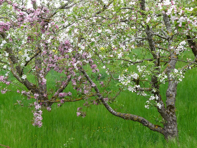190521_pixabay_Streuobstwiese-55760
